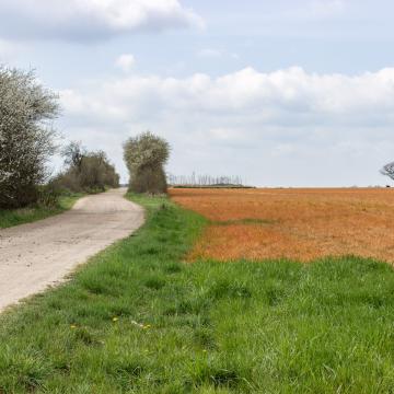 Oranje grasland